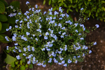 Cluster of blue forget-me-not flowers blooming in springtime garden