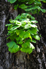Fresh green fan-shaped leaves of Ginkgo biloba growing on a tree trunk.