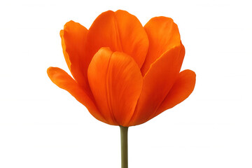 Naklejka premium Orange tulip blossom glowing, revealing intricate petal details and slender green stem against pure white backdrop