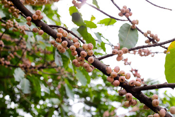 Wild fig fruits of Ficus subpisocarpa hanging from tree branch.