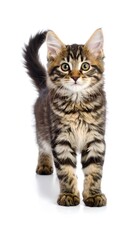 Obraz premium Adorable kitten standing against white background