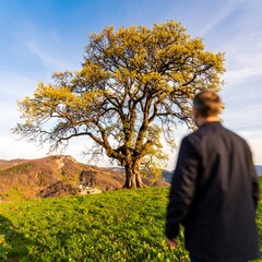 Man admires large tree in meadow