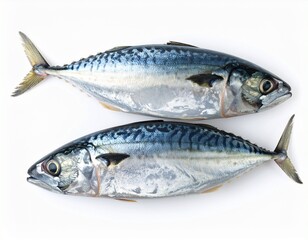 Fresh Indian Mackerel Fish Isolated on White Background