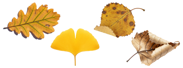 Set of four different autumn leaves including ginkgo, oak, and dry foliage in closeup.