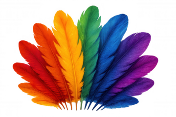 Rainbow feathers fanning out in symmetrical pattern, representing lgbtq+ pride celebration against transparent white backdrop