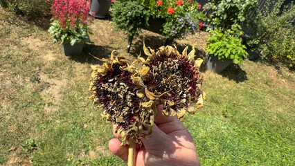 Hand holding two dried sunflower heads for harvesting seeds in a garden