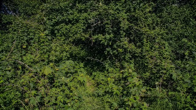 Lush green thicket with dense foliage creates a textured natural background scene