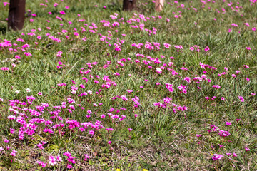 Flor de campo rosada