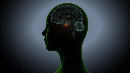 Obraz premium Human brain anatomy. 3d illustrations
