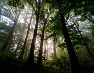 Misty forest canopy. Sunlight streams through