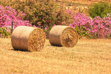 Two large hay bales rest on a dry golden field, symbolizing harvest and rural life. Bright pink...