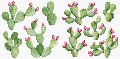 Watercolor prickly pear cacti collection with pink buds. © studio