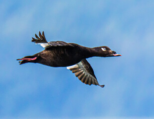 Black winged scoter in flight