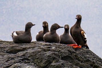 Fototapeta premium Pigeon guillemots on the rocks