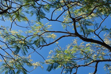 Stunning Blooming Tree Branches Against Vibrant Blue Sky