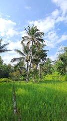 Obraz premium Tropical Coconut Trees and Green Rice Field in&nbsp;Indonesia