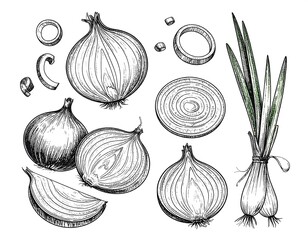 Hand-drawn illustration of onions and green onions