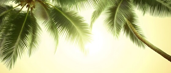 Fototapeta premium Stunning Tropical Palm Tree Leaves Sunlight Background