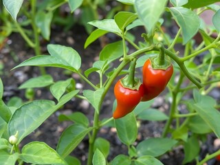 Vibrant Red Chili Peppers on Plant