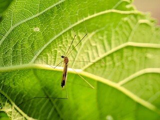 An insect similar to a mosquito perched under a leaf.