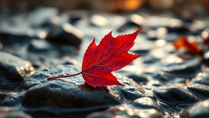 Autumn Red Maple Leaf on a Rocks