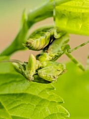 A baby praying mantis was caught on camera in the morning