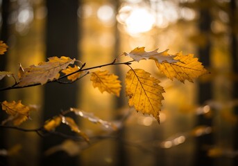 Obraz premium 秋の黄葉、木漏れ日と葉