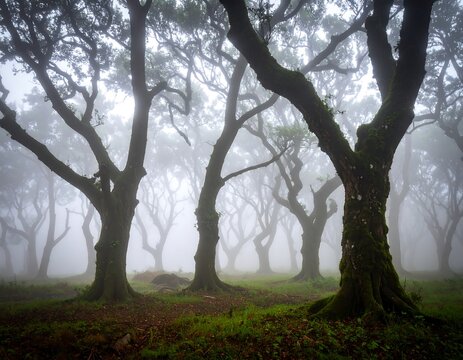 Misty forest scene (2)
