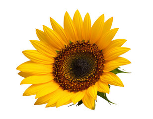 Angled Side View of Sunflower and Seeds, Realistic Close-Up, Isolated PNG