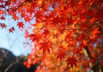 紅葉の美しい秋景色写真素材