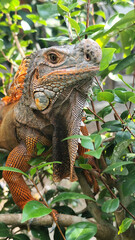 Orange iguana is sunbathing on a green leafy tree trunk, in the morning, with a natural blurred background.	