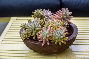 Succulent plants in a ceramic bowl.