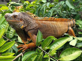 Orange iguana is sunbathing on a green leafy tree trunk, in the morning, with a natural blurred background.	