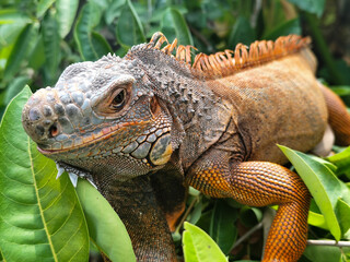 Orange iguana is sunbathing on a green leafy tree trunk, in the morning, with a natural blurred background.	
