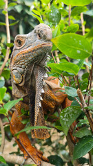 Orange iguana is sunbathing on a green leafy tree trunk, in the morning, with a natural blurred background.	