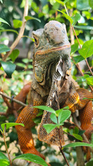 Orange iguana is sunbathing on a green leafy tree trunk, in the morning, with a natural blurred background.	