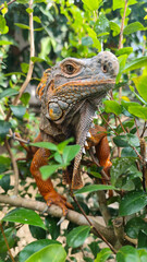 Orange iguana is sunbathing on a green leafy tree trunk, in the morning, with a natural blurred background.	