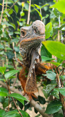 Orange iguana is sunbathing on a green leafy tree trunk, in the morning, with a natural blurred background.	