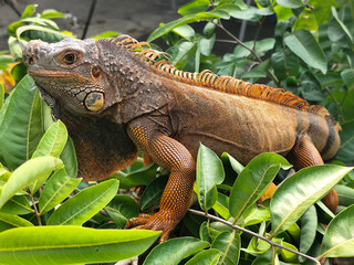 Orange iguana is sunbathing on a green leafy tree trunk, in the morning, with a natural blurred background.	