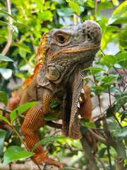 Orange iguana is sunbathing on a green leafy tree trunk, in the morning, with a natural blurred background.	