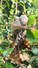 Orange iguana is sunbathing on a green leafy tree trunk, in the morning, with a natural blurred background.	