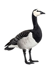 Profile view of a goose