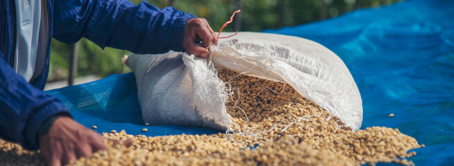Close up man Hands using rake fork sun-dried raw coffee beans heap seed. Farmer's hands selected...
