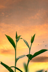 Vertical Green tea tree leaves field Fresh young tender bud herbal in farm on summer morning. Sunlight Green tea tree camellia sinensis in organic farm. Vertical Tree tea plant green nature farmland