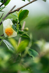 Vertical Green tea tree Flower fresh leaves in eco herbal farm. Tree tea plantations in morning sun light. Vertical Flower tea tree herbal natural garden farmland. organic Green tree in farm