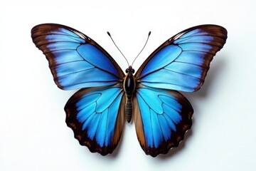 Obraz premium Single blue morpho butterfly, sharp detail, pure white backdrop , morpho, lepidoptera