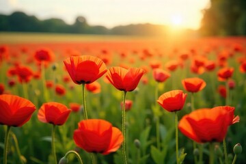 A vibrant field of red poppies swaying gently in the breeze, bathed in the warm glow of the summer sun Perfect for nature, summer, and English countryside themes , sun, texture, plant