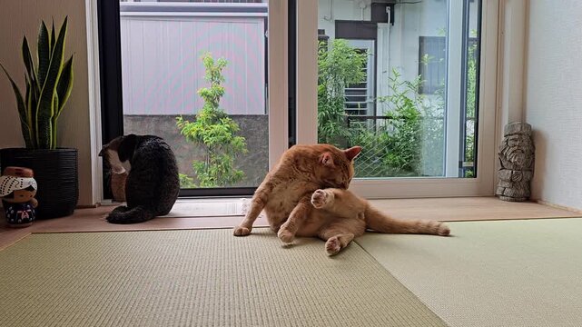 An orange and a black cat are enjoying a moment of self-care. Grooming peacefully on tatami mats, this charming scene captures a tranquil moment of feline companionship.
