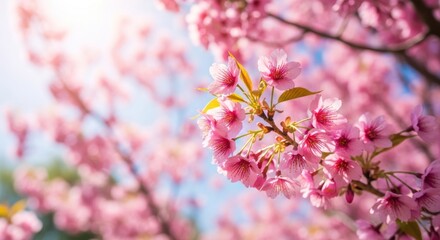 Obraz premium Sunlit Pink Cherry Blossoms: Delicate Spring Bouquet Close-up