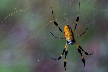 Yellow silk spider on web